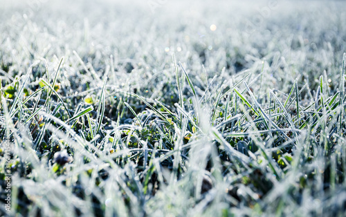 Morning dew froze on a green grass lawn and turned it into a white blanket