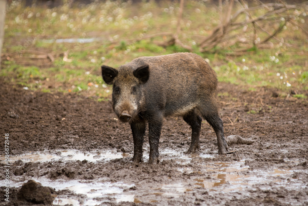 wild boar stands and looks into the frame wild boar stands and looks into the frame