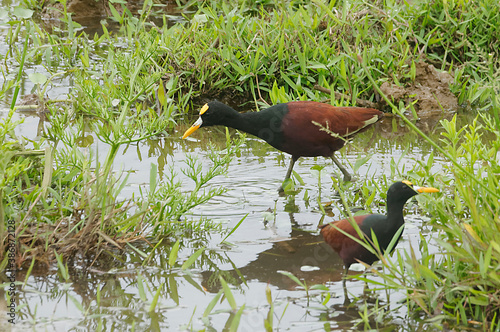 Northern jacana (Jacana spinosa) at Tarcoles RIver, Costa Rica photo