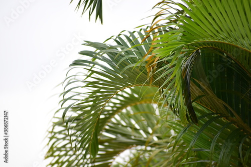 Palm Leaves