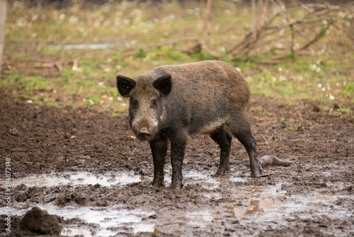 wild boar stands and looks into the frame
