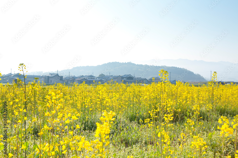 Obraz premium 天香具山と菜の花