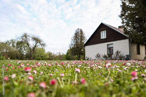 Small lawn flowers blooming in front of old countryside home on a warm spring day.