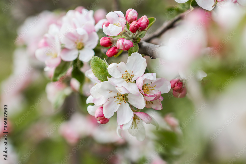 Obraz premium Small white flowers in local home garden.