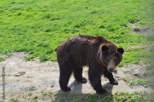 brown bear on the ground