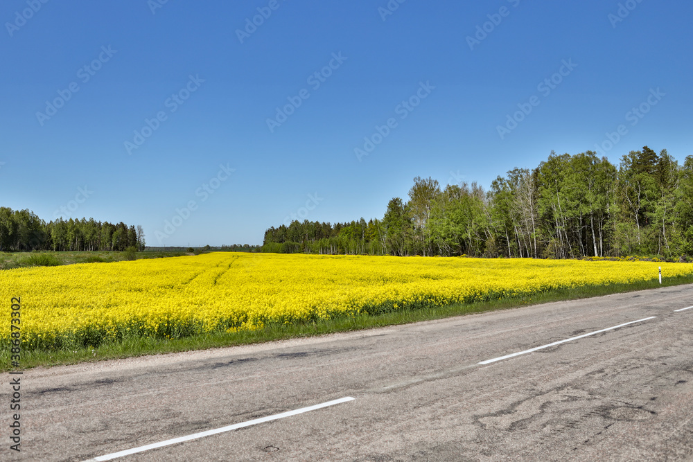 Yellow Raps Field near forest in Spring.
