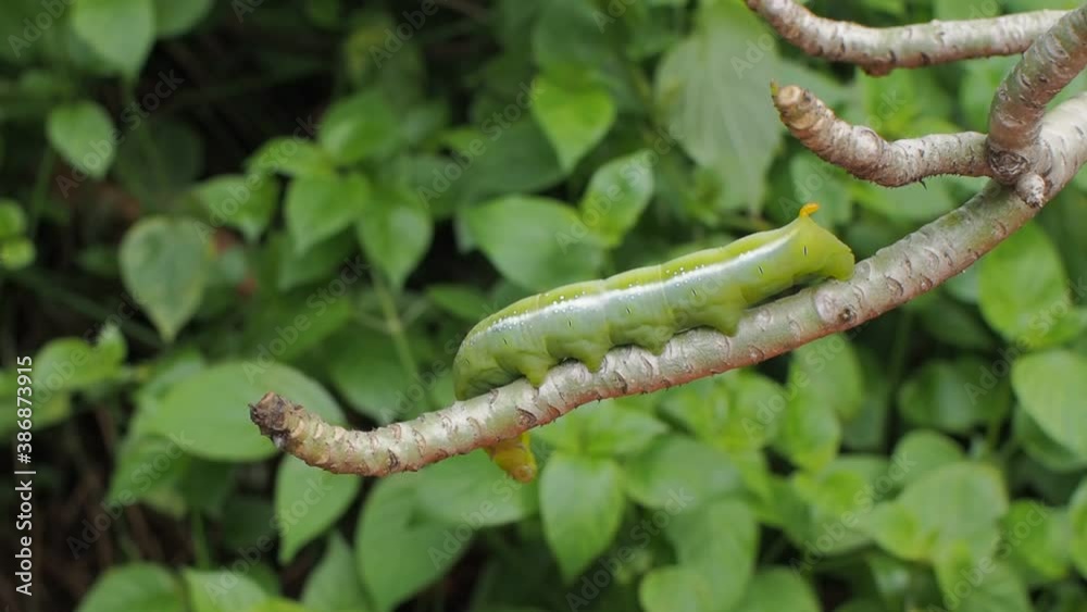 Vdo. Green Larvae of Oleander Hawk-Moth (Daphnis nerii) walking on branch of desert rose with green nature blurred background.