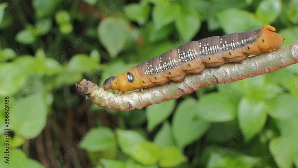 Vdo. Brown Larvae of Oleander Hawk-Moth (Daphnis nerii) walking on branch of desert rose with green nature blurred background.