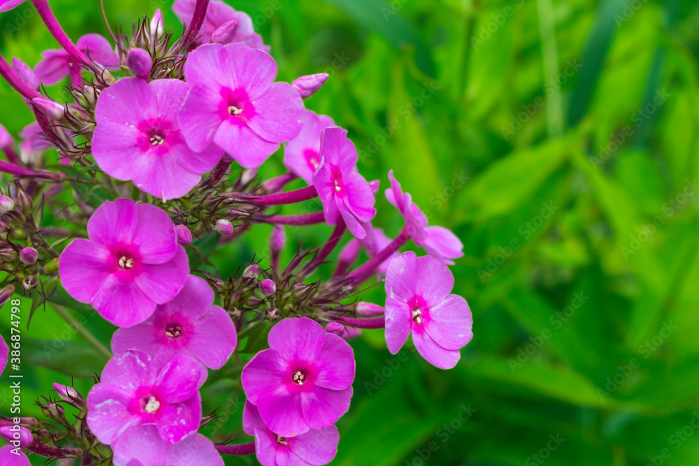 Purple Phlox flowers on a green background Purple Phlox flowers on a green background