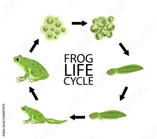 Life cycle of a frog. Cute cartoon wild animal. Frog life cycle stages set with adult animal fertilized eggs jelly mass tadpole froglet