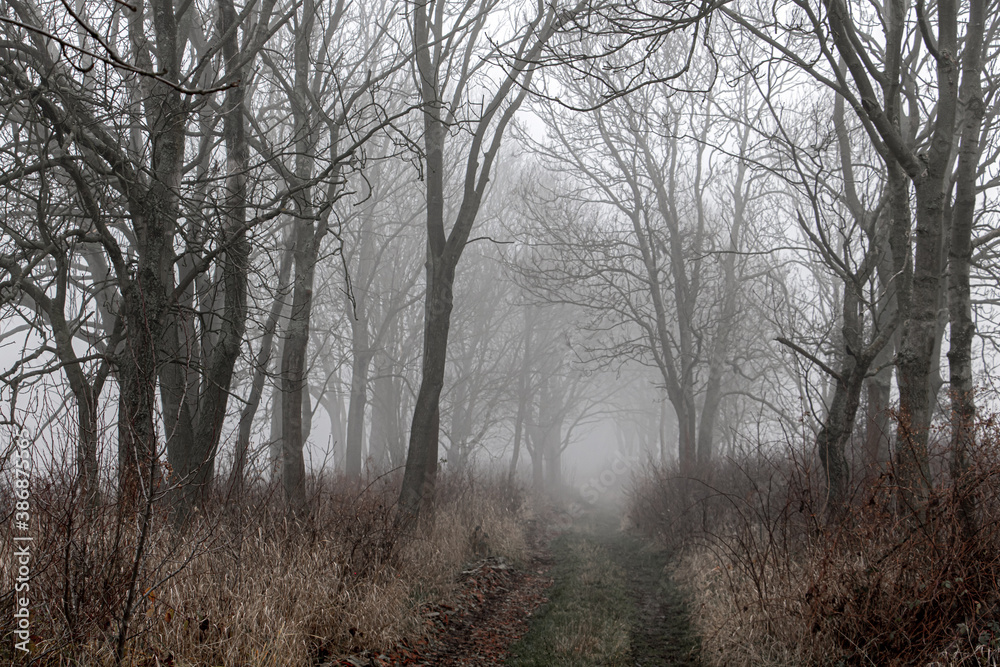 Alley in fog with silhouette of trees. Autumn trail. A path through a forest with dense fog. Mysterious pathway. Footpath is vanishing in mist. Alley in fog with silhouette of trees. Autumn trail. A path through a forest with dense fog. Mysterious pathway. Footpath is vanishing in mist.