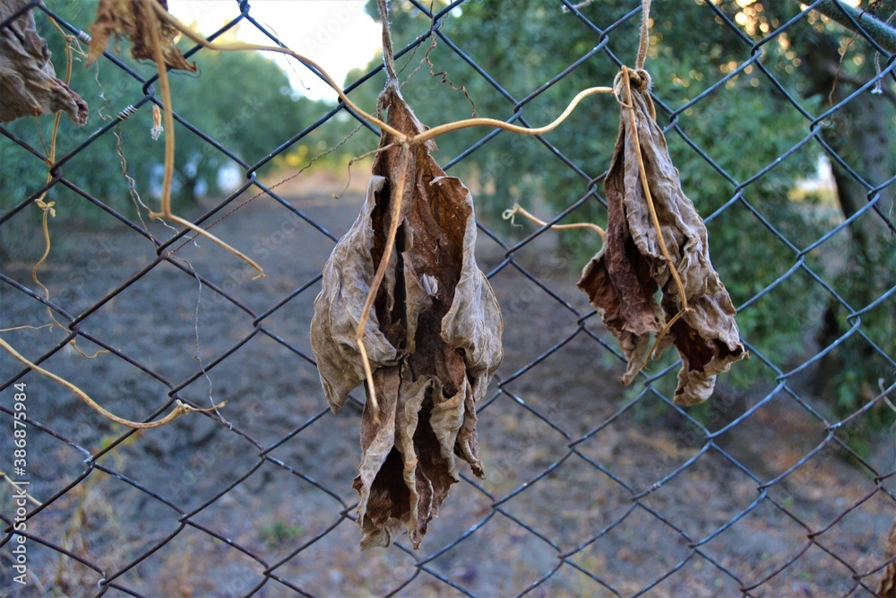 Wires with oil garden background. Withered leaves hanging on wires Wires with oil garden background. Withered leaves hanging on wires