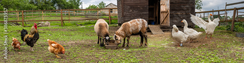 Countryside landscape whis geese, chickens, turkeys graze, sheeps in poultry yard on green grass. Rural organic nature animals farm. Panoramic view, banner photo