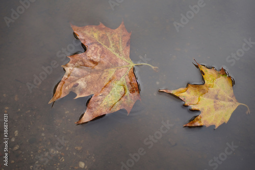 Autumn leaves in the pond after the rain in the park