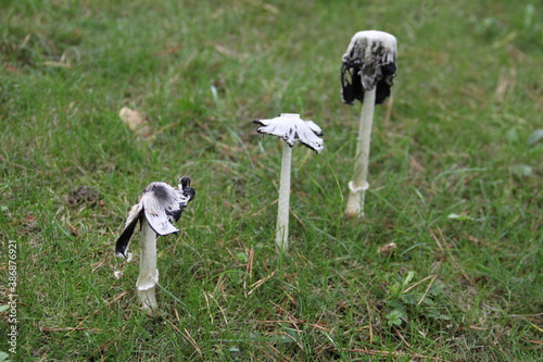 Champignons coprin dans le gazon photo