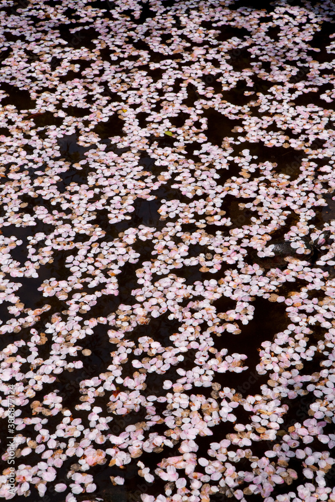 Fototapeta premium 花いかだ