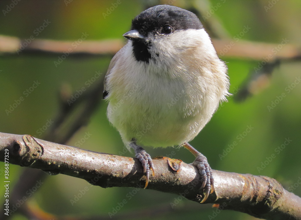 Fototapeta premium Marsh tit (Poecile palustris) perching on a tree branch with a beautiful spring coloured background.. Common bird posing during spring, with spring coloured background (bright green and yellow).