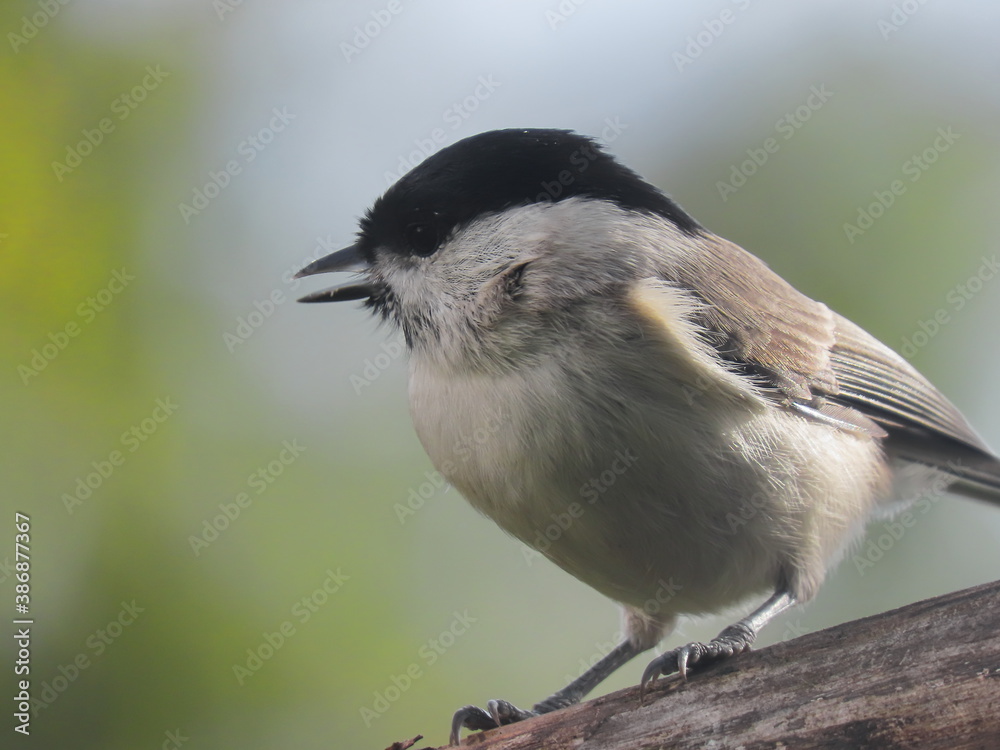 Obraz premium Marsh tit (Poecile palustris) perching on a tree branch with a beautiful spring coloured background, singing. Common bird singin during spring, with spring coloured background -bright green and yellow