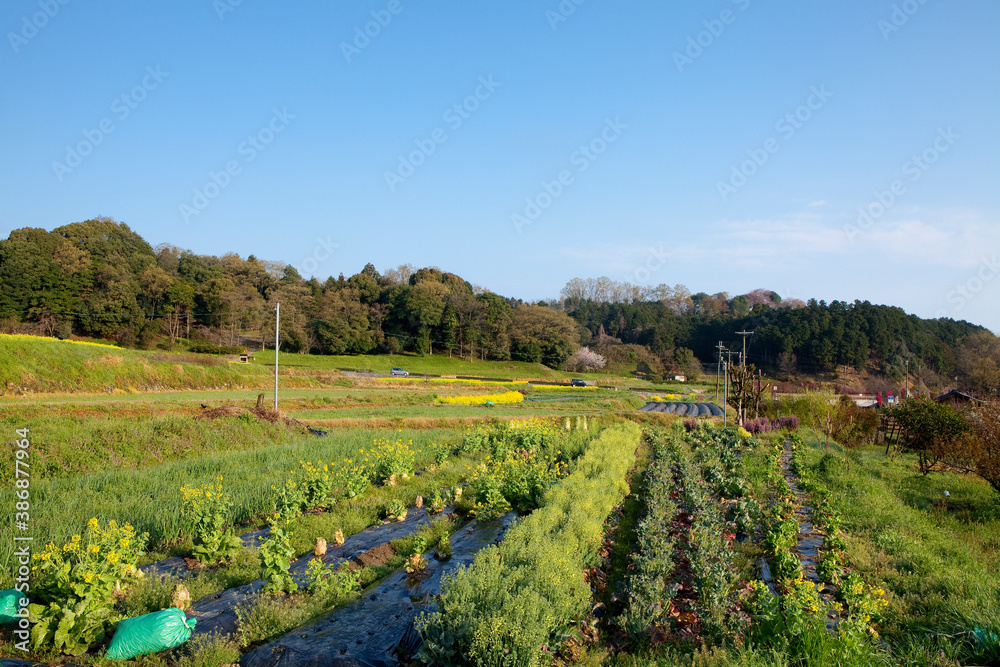 Fototapeta premium 明日香村