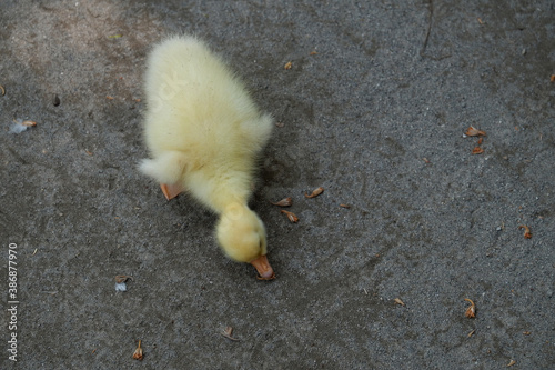 close up of baby swan