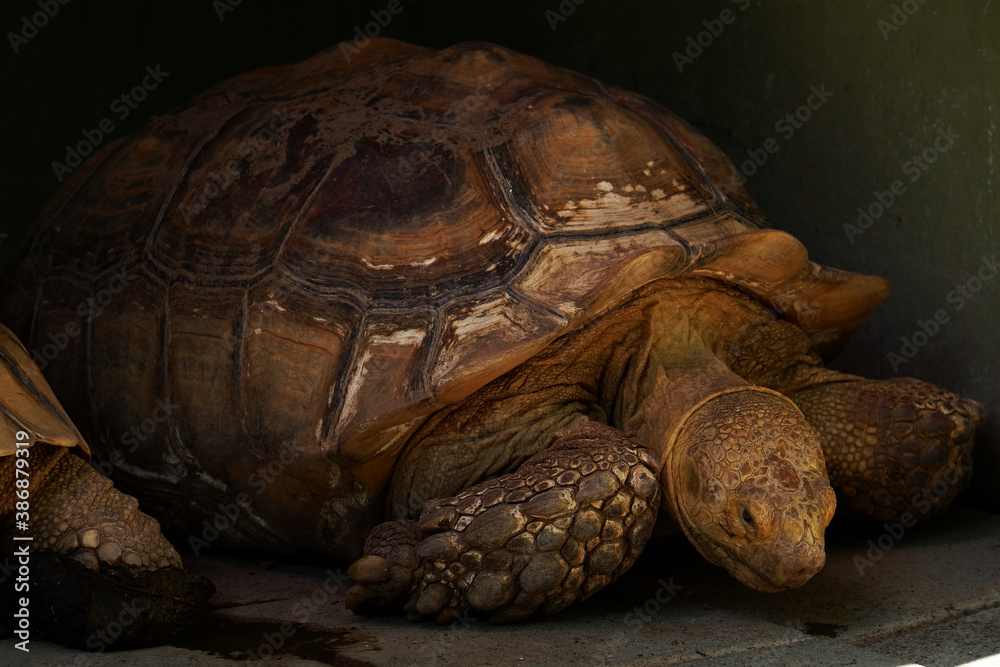 close up image of tortoise