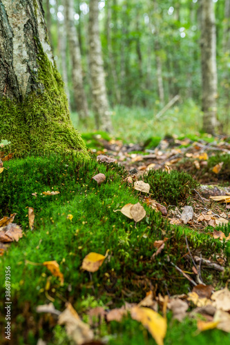 Beautiful green forest glade covered with moss with mushroom and yellow leaves. Space for message.