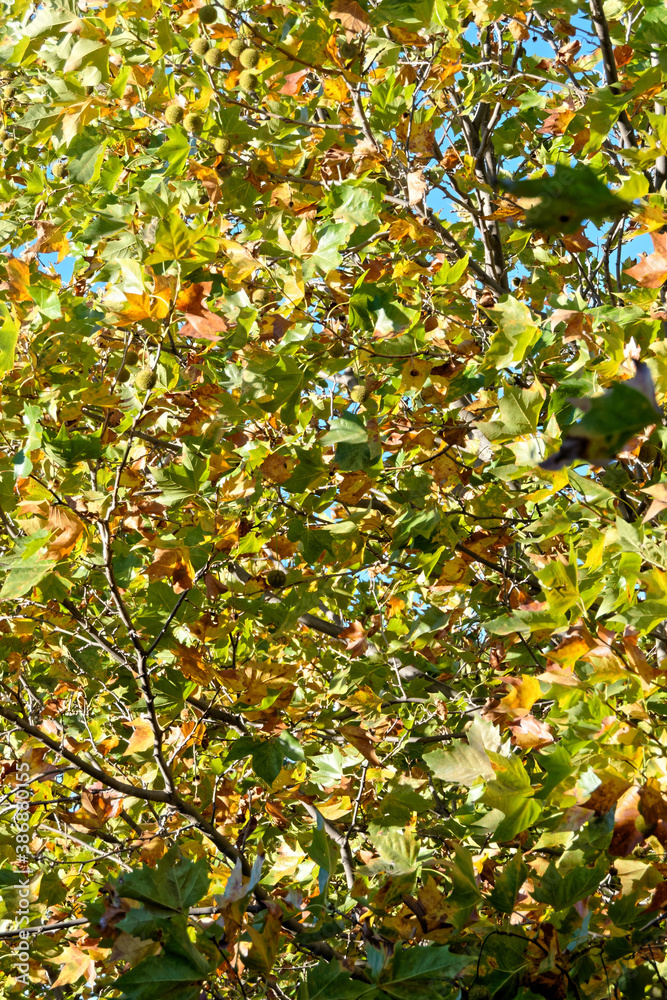 Fototapeta premium Couleur automnale du platane à feuilles d'érable - Gard - France