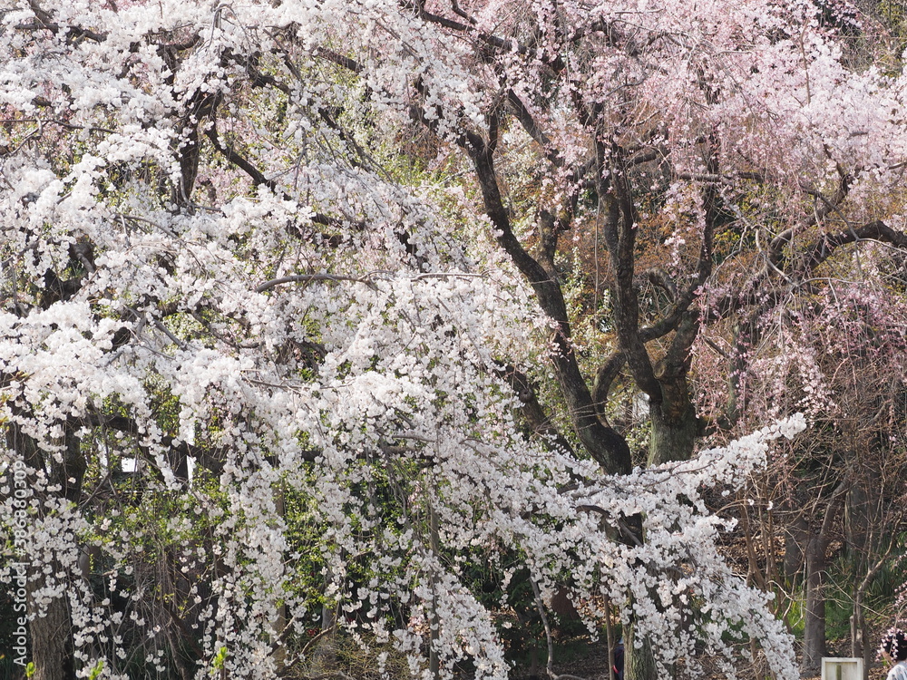 枝垂桜