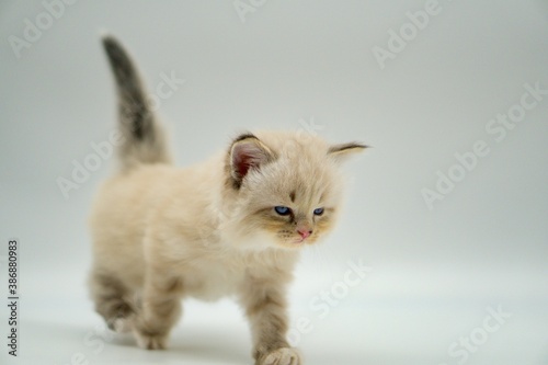 Kitten on a white background