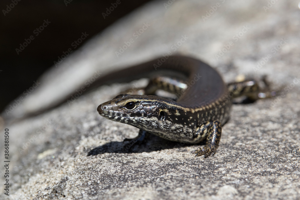 Close up photo of an Eastern Water Skink Close up photo of an Eastern Water Skink