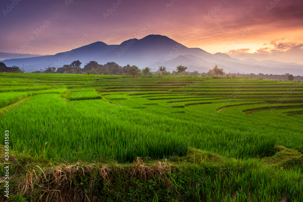 the beauty of rice fields in the morning with the atmosphere of the sunrise in Indonesia 
