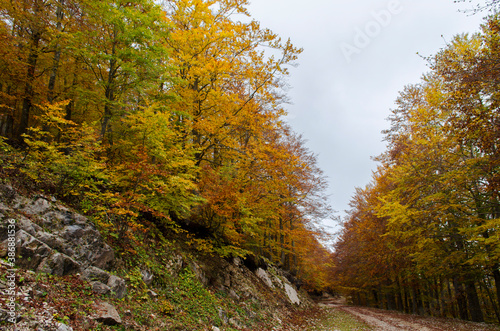 Autumn road in the woods