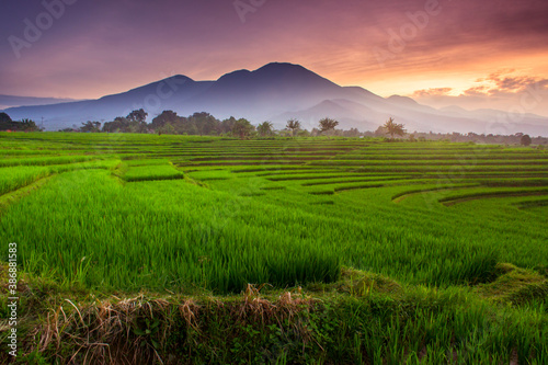 the beauty of rice fields in the morning with the atmosphere of the sunrise in Indonesia  © RahmadHimawan