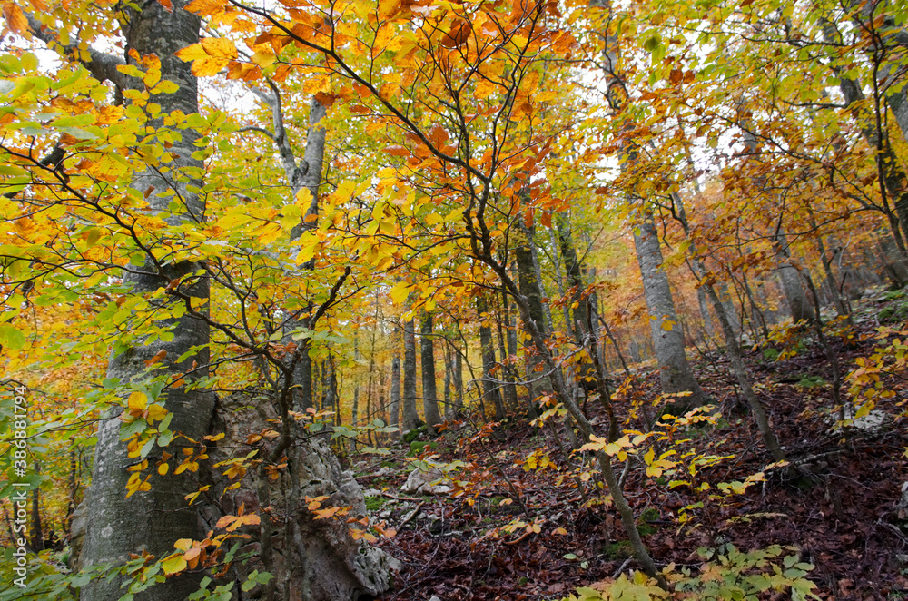 Bosco autunnale con le foglie orancioni e gialli Bosco autunnale con le foglie orancioni e gialli