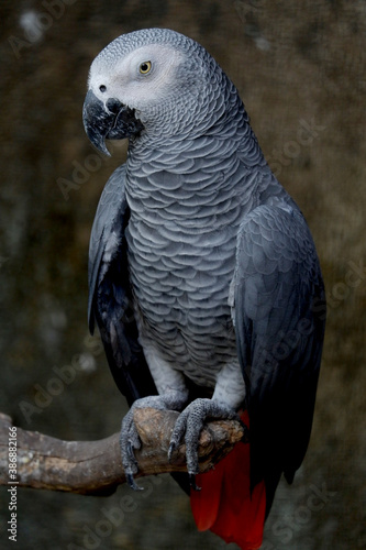 close up picture of african grey parrot