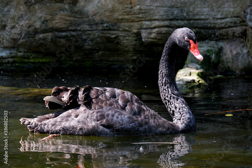 close up picture of black swan swimming on a pond