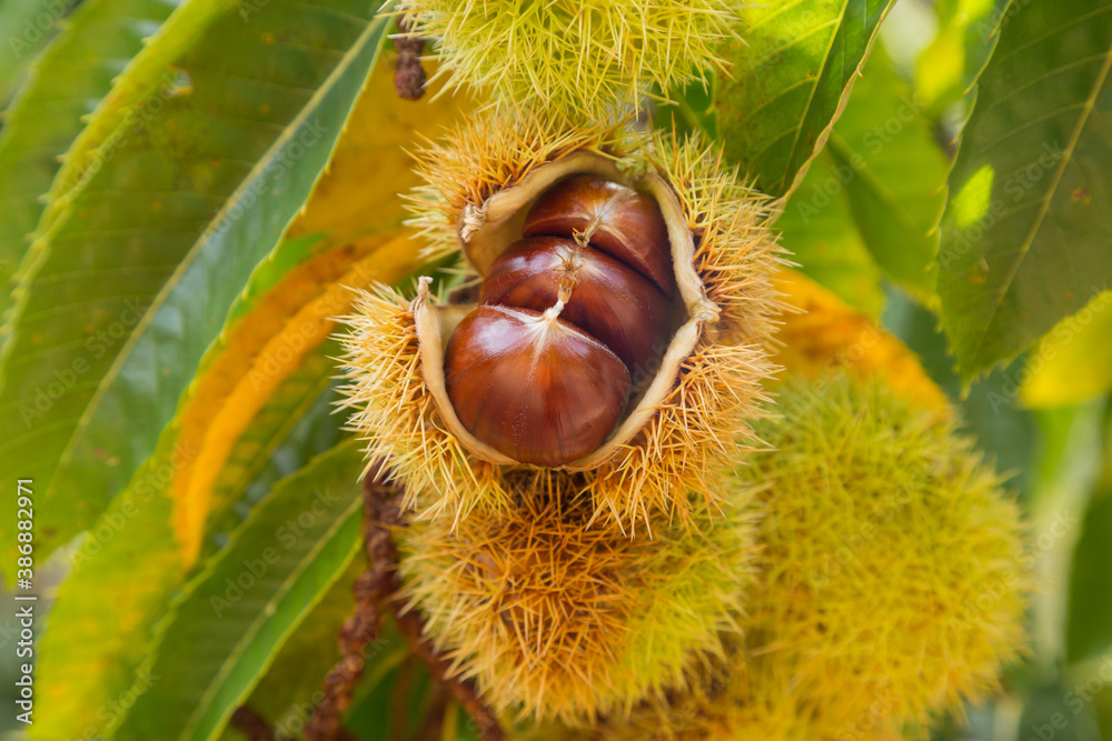 hedgehog with chestnuts