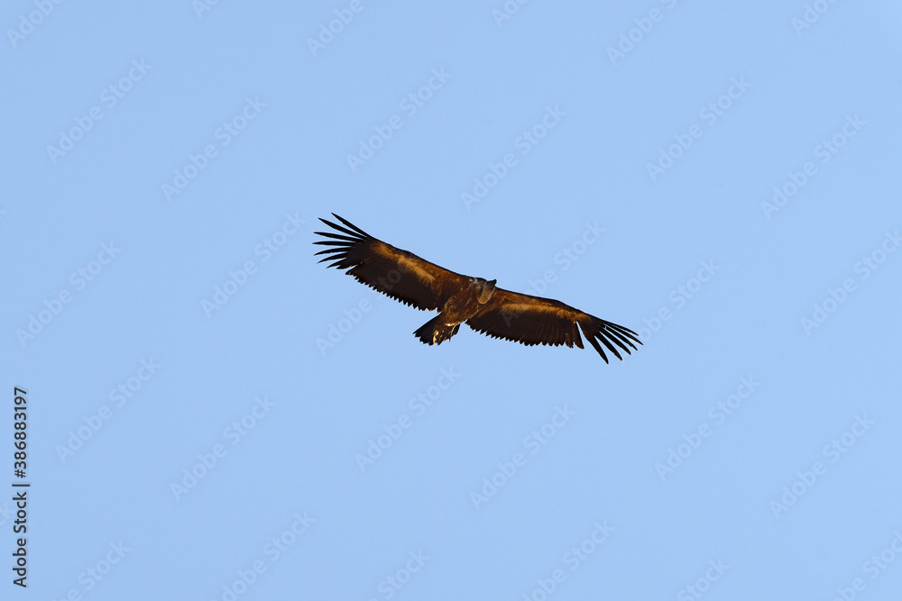 Obraz premium Griffon Vulture in flight.