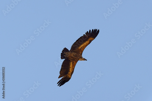 Griffon Vulture in flight.