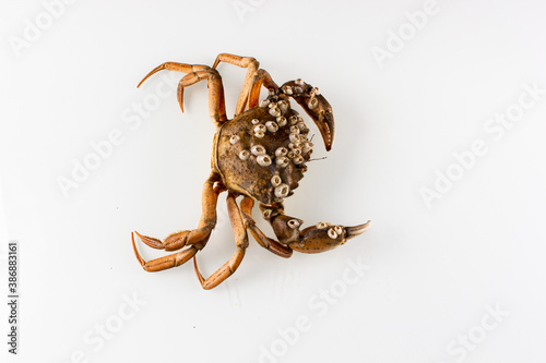 crab isolated on white background © Roman