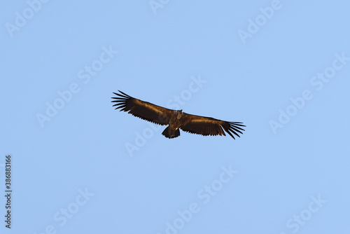 Griffon Vulture in flight. © Julián Maldonado