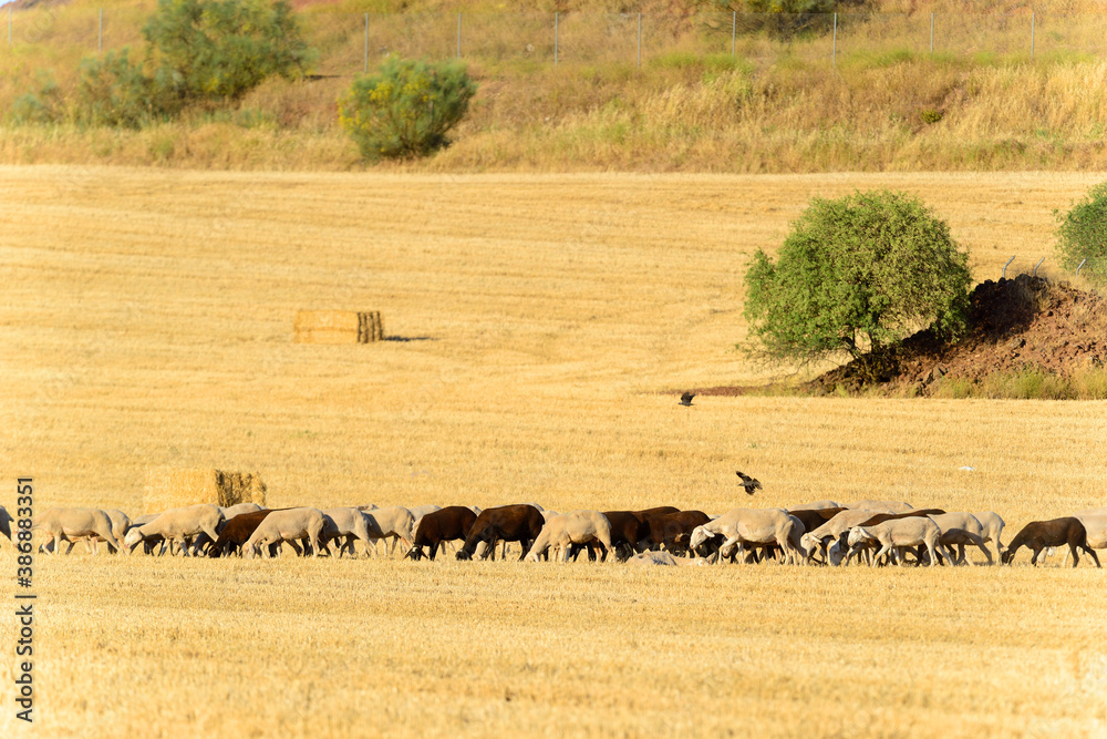 Flock of Sheep grazing in the field. Flock of Sheep grazing in the field.