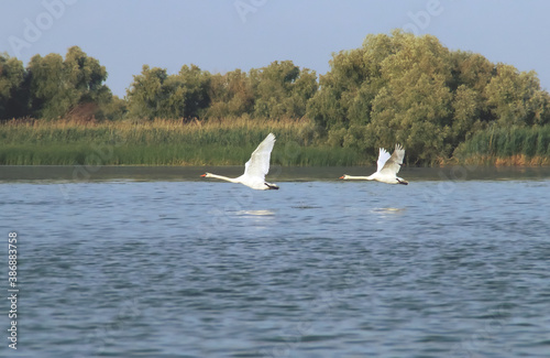 Una pareja de cisnes volando sobre un laguna. Cisnes en el humedal del delta del Danubio en Rumanía. © AngelLuis