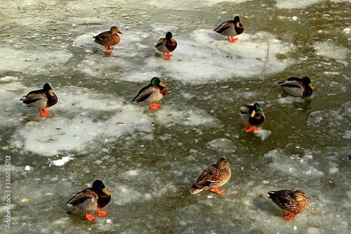 Nałęczów, Uzdrowisko, Sanatorium, Park, Pawilon, Kaczki, Staw, 