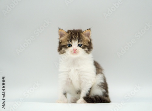 Kitten on a white background