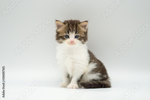 Kitten on a white background