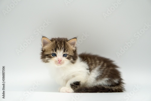 Kitten on a white background © Pavla