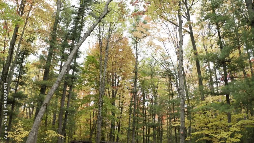 Drone shot of leaves falling around trees Drone shot of leaves falling around trees