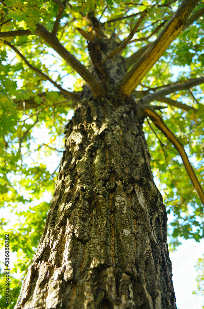 old oak tree