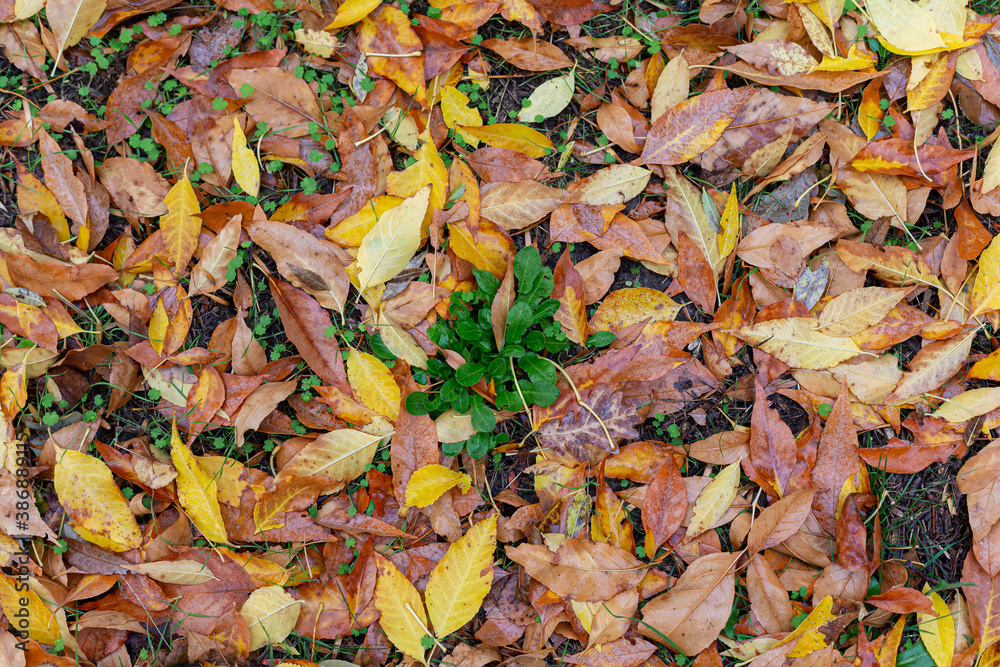 group of fallen leaves during fall colors with green buds in the center